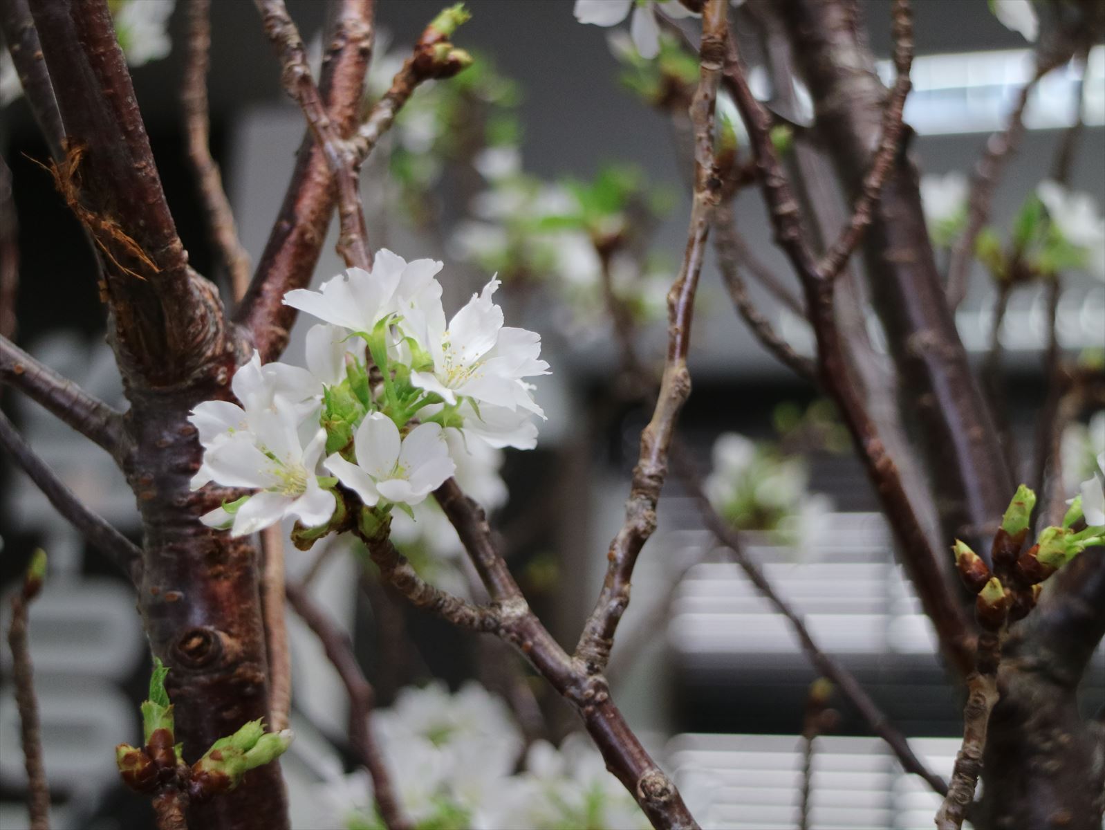 大島桜